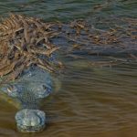 Baby-Crocodiles__-768x432