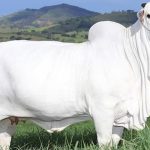 Viatina-Nelore-cow-Studstocksales