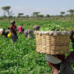 Nigerian-Farmers-