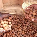 buyers-of-shea-nut-from-africa-on-cokodeal