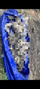 Remains of the deceased